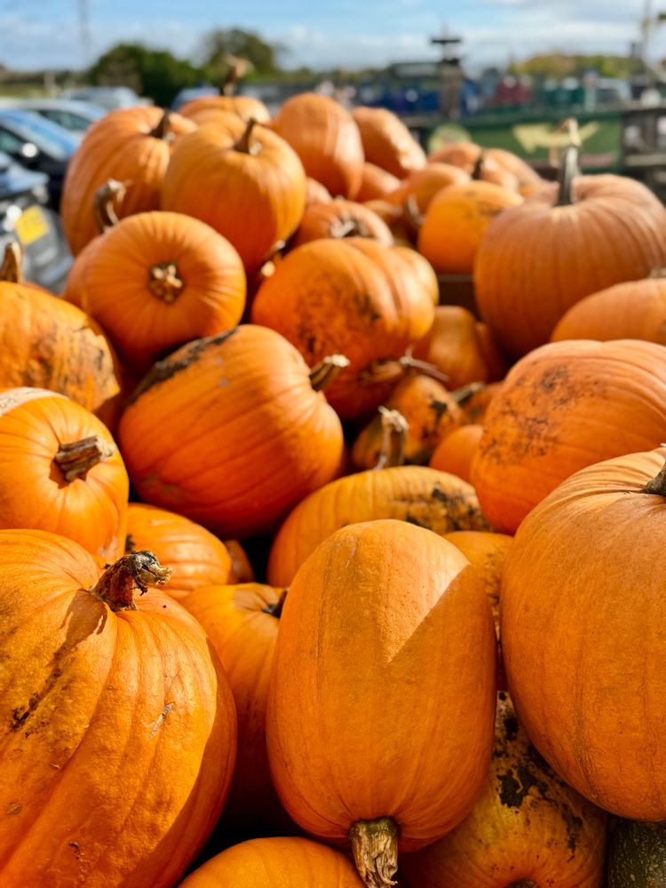 A large outdoor pile of bright orange pumpkins in sunlight, with a car park and blue sky in the background.