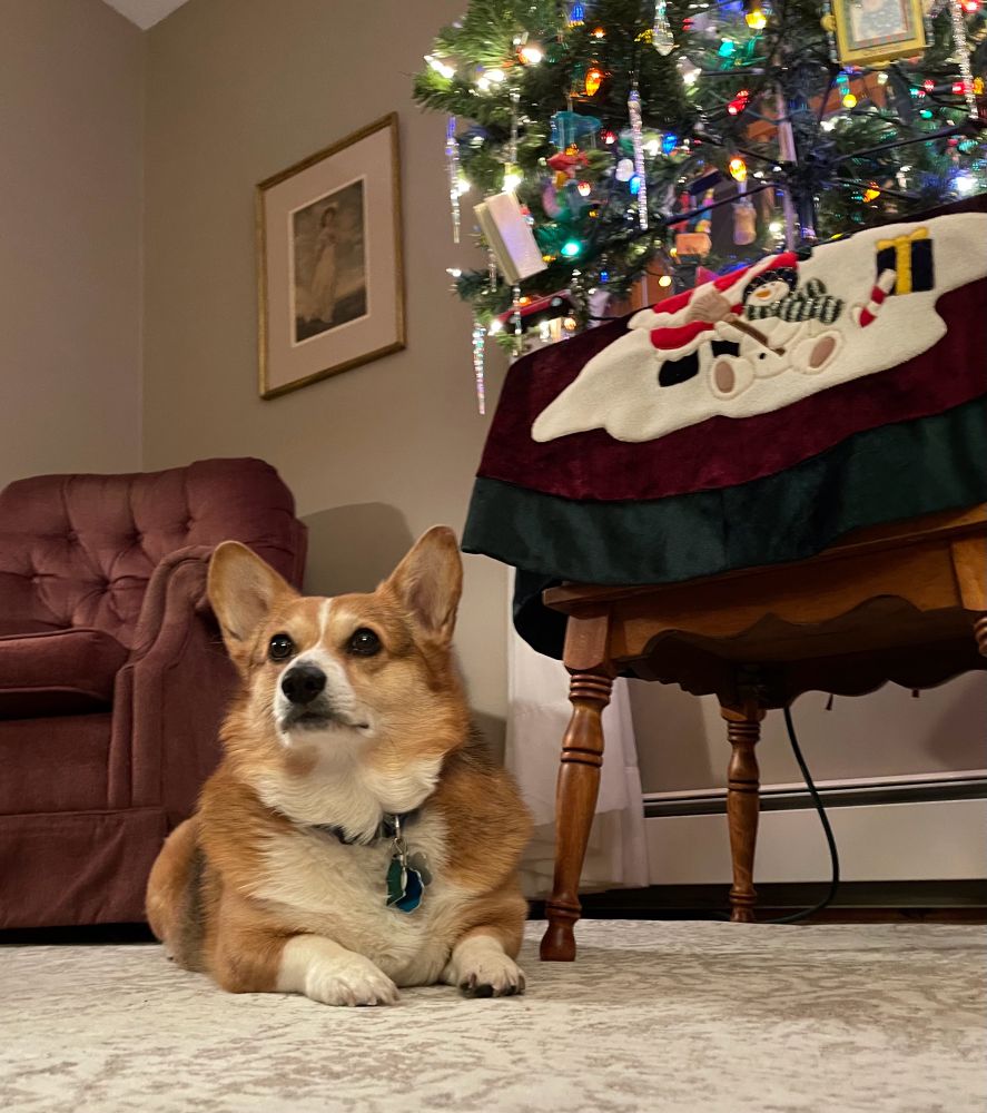 Corgi under a Christmas tree