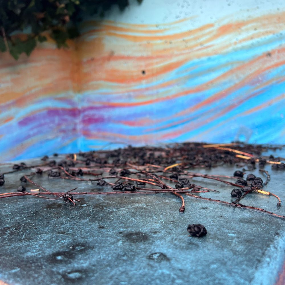 A green shrub in the top left corner, a mural of painted orange blue and red streaks in front of a flat surface with dead berries