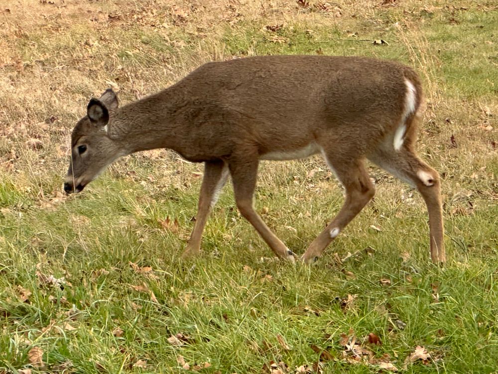 Hi there little deer