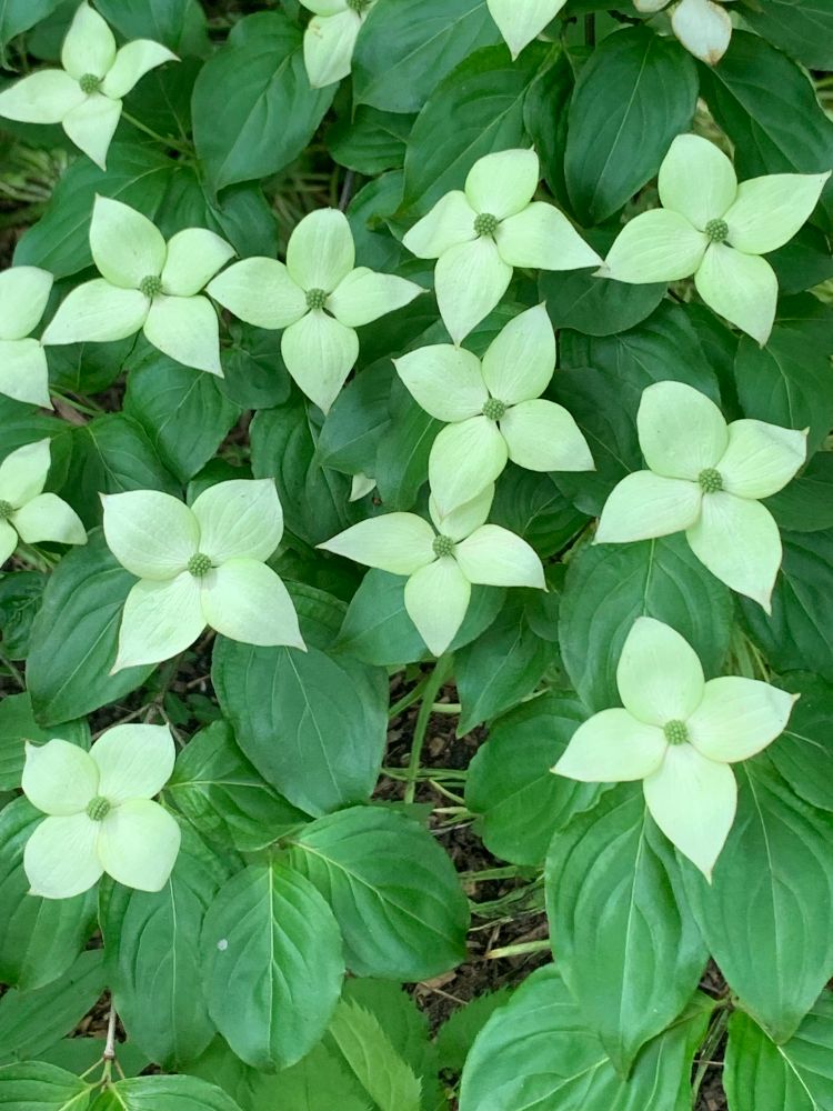This photo shows a group of dogwood flowers, likely from a Cornus kousa (Kousa dogwood) plant. The flowers are creamy white and arranged with four pointed petal-like bracts surrounding a central greenish cluster of true flowers. The surrounding foliage consists of lush, dark green, oval-shaped leaves with prominent veins. The flowers appear to be in full bloom, giving the scene a dense and elegant ground-cover look, typical of ornamental dogwood species in gardens or shaded woodland landscapes.