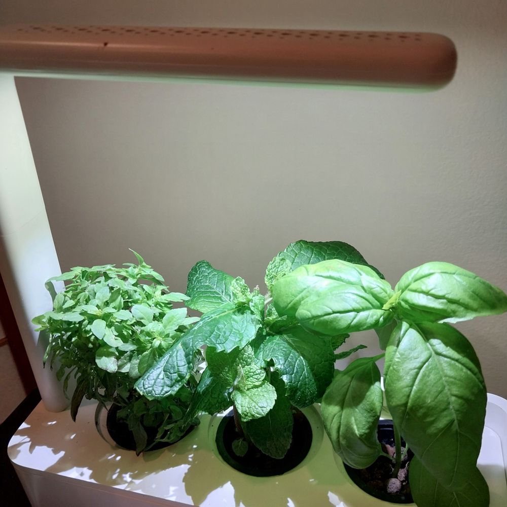 Click and Grow being used for hydroponic growing