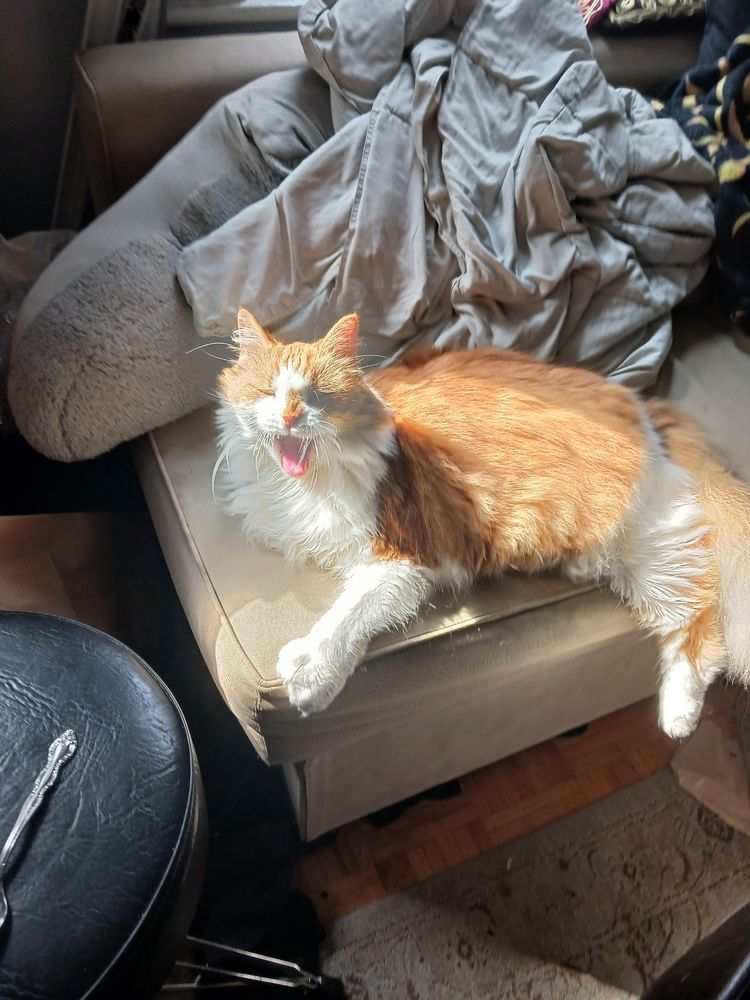 A long haired orange and white cat(Ronan) sitting on a couch in the sun, and yawning
