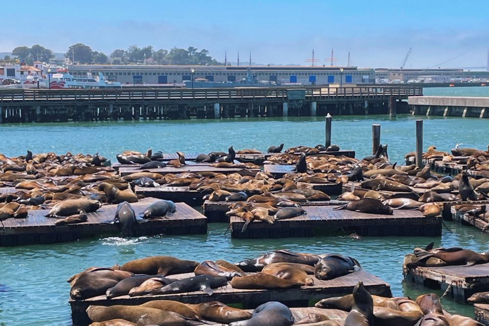Immigrant seals in San Francisco confusing ICE. 
