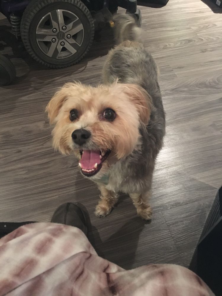 Dilla, a tan & gray teddy bear-looking terrier focuses attention toward the camera holder, while standing on multi-toned gray flooring. His head is slightly turned to his right and his mouth is open. He looks like he is feeling anticipatory excitement. 