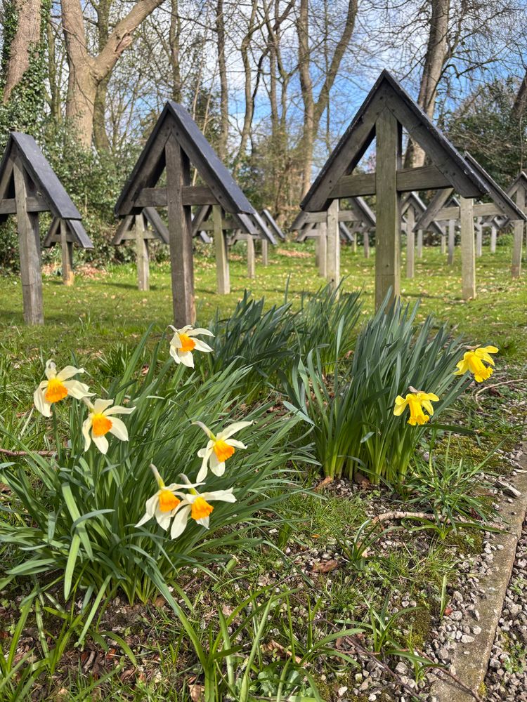 Daffodils with wooden grave markers behind them.