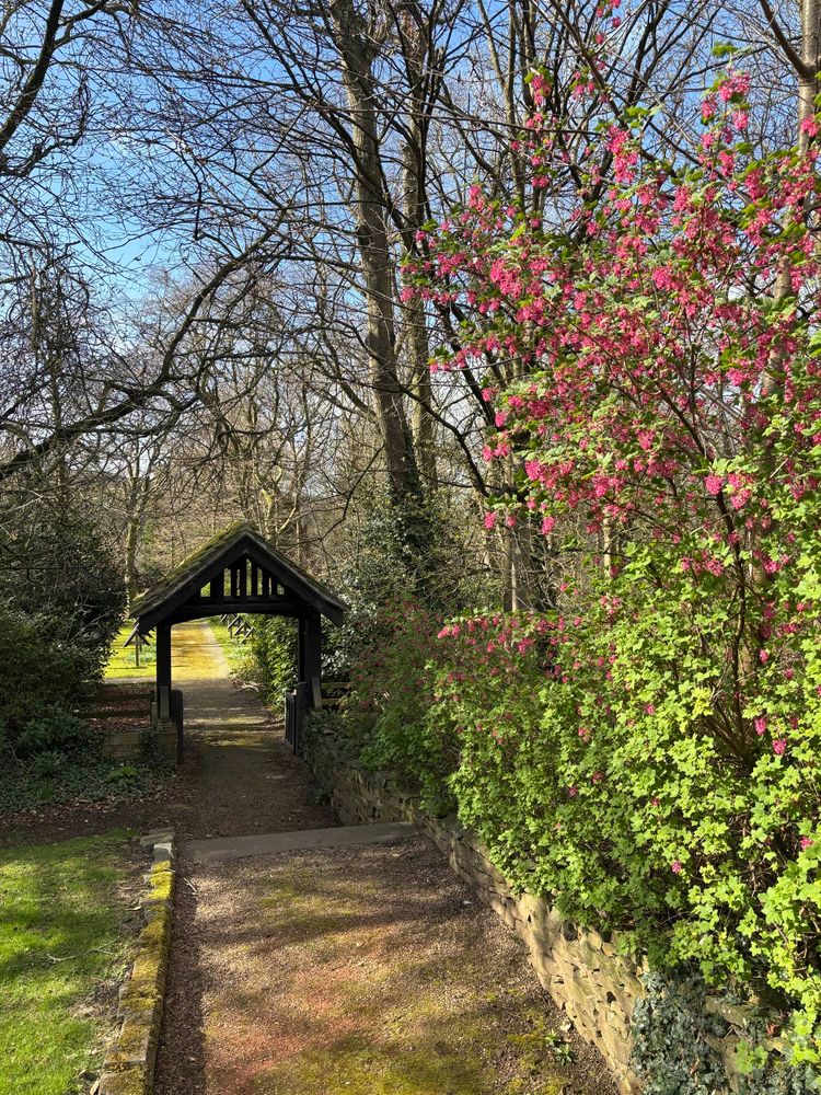 A path down to a wooden gate, with pink flowering currant growing along one side of the path.