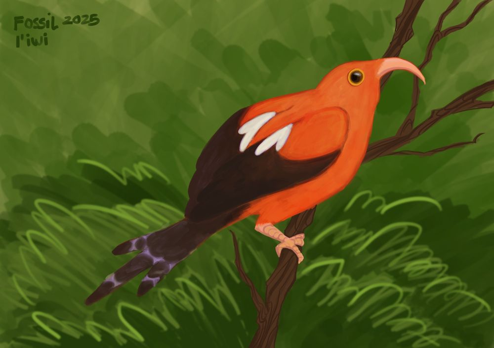 Digital painting of I’iwi bird 