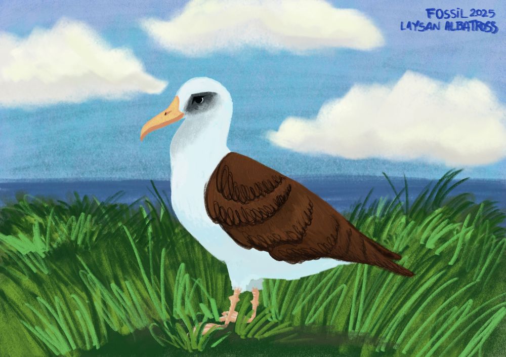 Digital art of a layssan albatross for avian August. They’re stand up in grass, blue sky full of clouds 