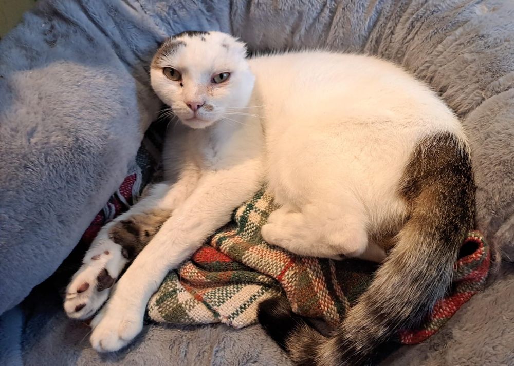 A gorgeous white cat with no ears because of untreated skin cancer 