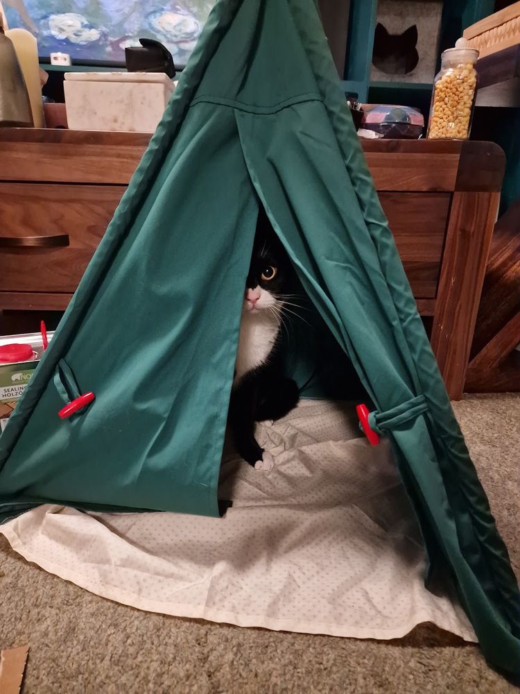 A ridiculous tuxedo cat peers out, emo-style, from inside his little tent of ridiculousness