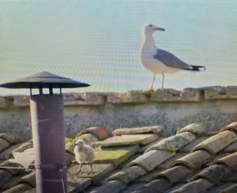 Seagulls and the chimney of the sistine chapel