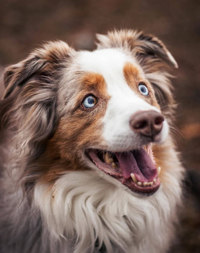 A good quality photograph of a red merle Australian shepherd with blue-brown heterochromia, mostly both blue with a chunk of brown in one eye. His fluffy ears are happily peeled up. He’s greying, though his little eyebrows and cheeks are as orange as ever. He’s happily panting up at someone to the right and behind the camera.