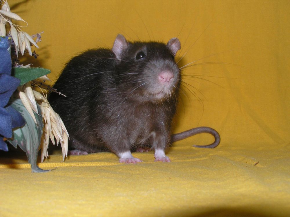 Eine schwarze Ratte mit weißen Socken sitzt im Profil vor einem gelben Hintergrund.  Ihre rechte Seite ist der Kamera zugewandt. Links sind Teile eines künstlichen Blumenstrauß zu sehen.