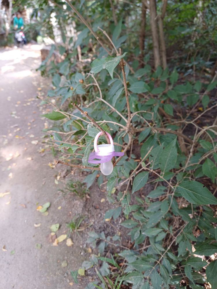 Ein Babyschnuller hängt an einem kleinen Ast.