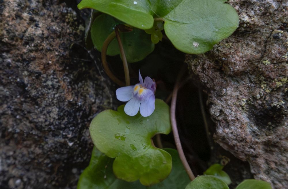 One flower of Ivy leaved toadflax