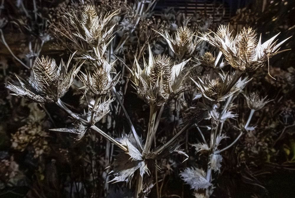 Seedheads of a very large Eryngium 