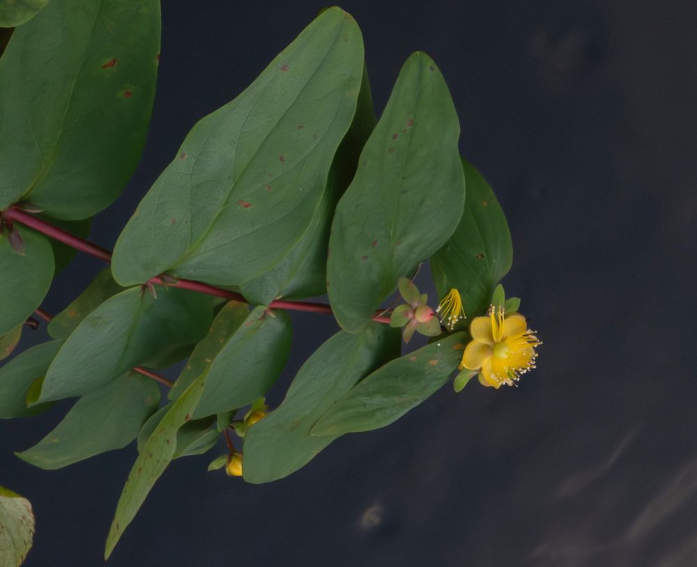 Yellow flower hanging over the river with large smooth leaves.