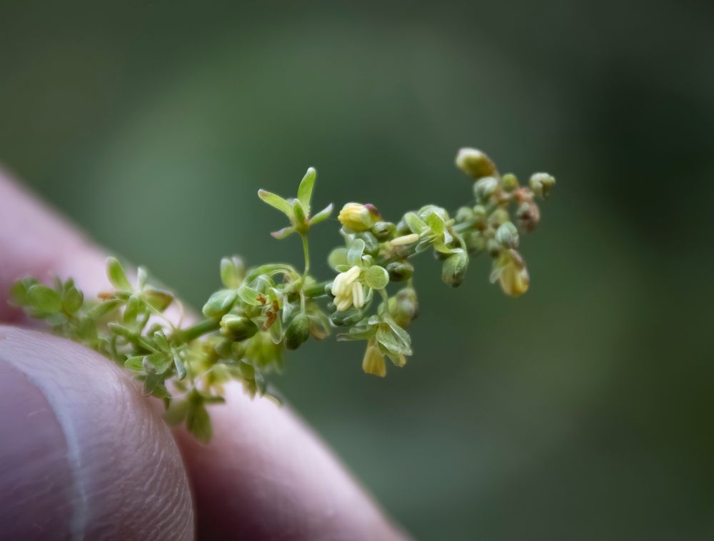 Tiny dock flowers held between fingers to stop them blowing in the breeze