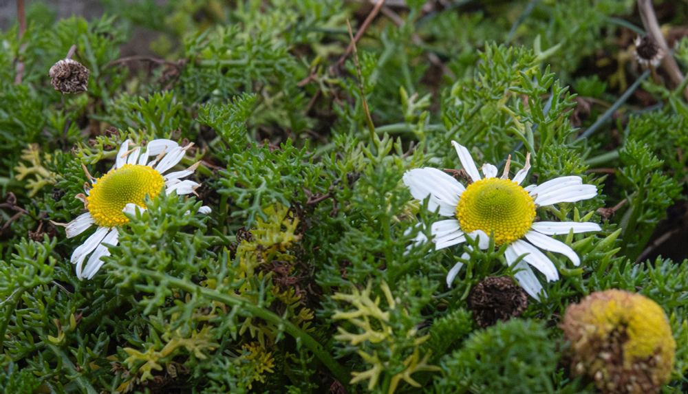 Two flowering heads of a Daisy like flower known as Mayweed