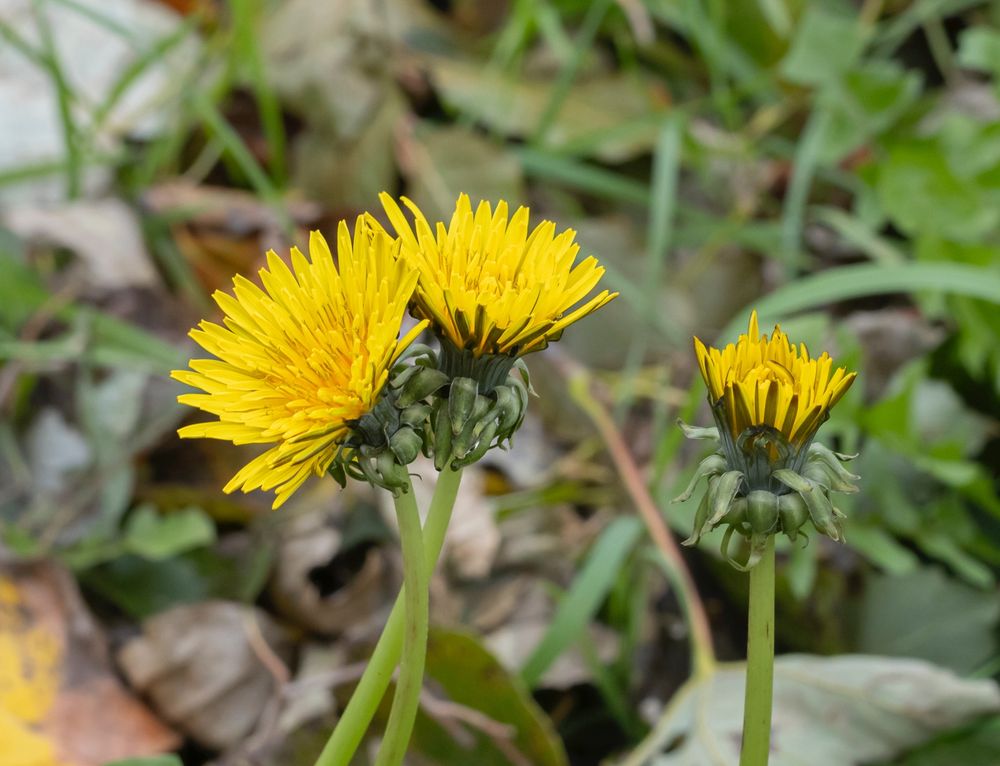 Three yellow Dandelion flowers