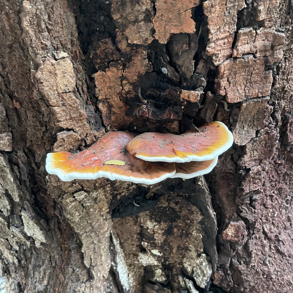 A couple of orangish-res mushrooms with a thick white border. They’re growing out of an old tree stump.