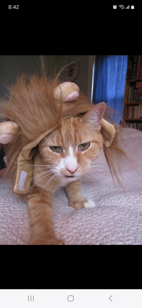 An orange tabby cat looking perplexed, wearing a lion wig that is half off his head because not on the ears, mama.