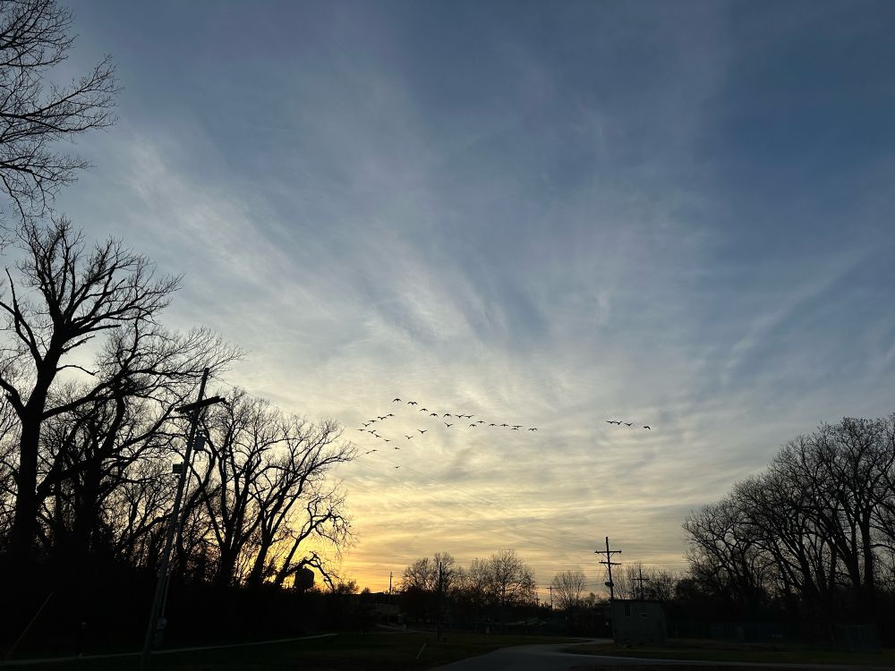 A flock of geese at sunset over silhouetted trees. 