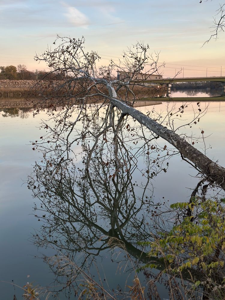 A tree low over a still river touching the water with a symmetrical reflection. 