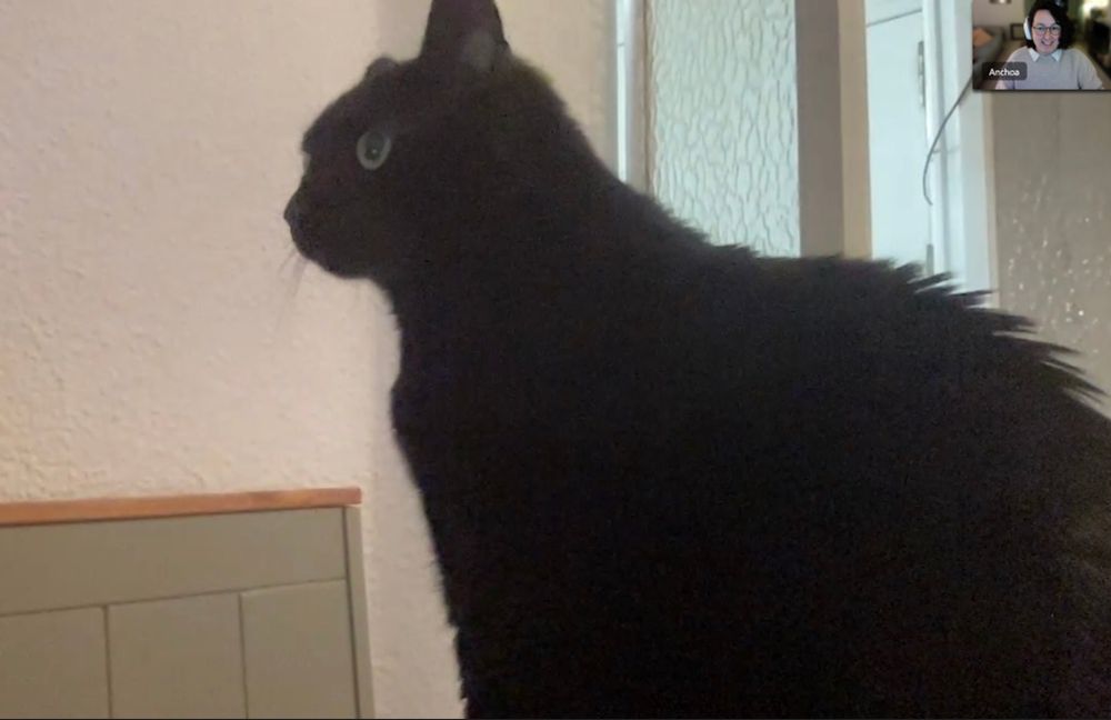 In English: Screenshot of a skype videcall where we see a black cat sitting, facing and looking to the left. On the top right there is the small window with the other speaker (me) and the name “Anchoa”.

En castellano: una captura de pantalla de una videollamada de Skype, donde vemos a un gato negro, sentado, orientado y mirando hacia la izquierda. Arriba a la derecha se ve una pequeña ventana con la otra persona en la llamada (yo) y el nombre “Anchoa”.
