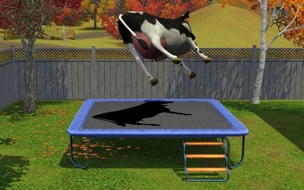A cow on a trampoline