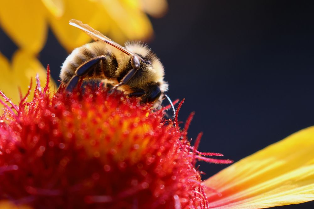 Closeup of a honeybee perched on the center of a flower. The bee is covered in soft-looking yellow and black fuzz, catching the early morning sunlight. The center of the flower is covered in short threadlike red tendrils, giving it a fuzzy appearance. Portions of the flowers yellow petals are also visible. Black background.