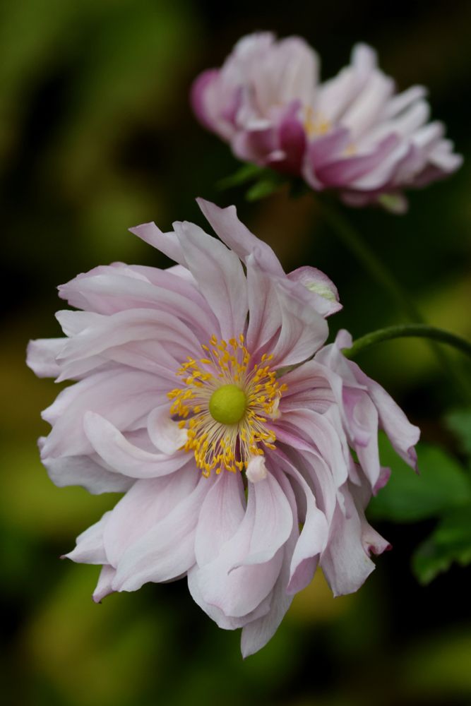 In the foreground, a crisply focused flower in full bloom, with delicate pink petals and a pale green center that is ringed with yellow pollen-tipped stamens. Farther back, a second flower of the same type, not quite fully open, somewhat blurry. Blurry greenery in the background. Shot on an overcast day, which gives a somewhat moody lighting to the photo.