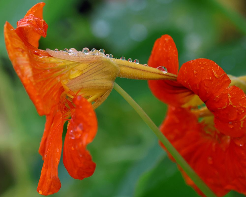 An orange nasturtium flower in profile, with petals open near the left side of the photo and the long "tail" of the flower extending off to the right. Along the top of the flower are neat spheres of water, reflecting the green and orange of surrounding flowers. The petals of a second orange nasturtium bloom are visible on the right side of the image. Blurry greenery in the background.