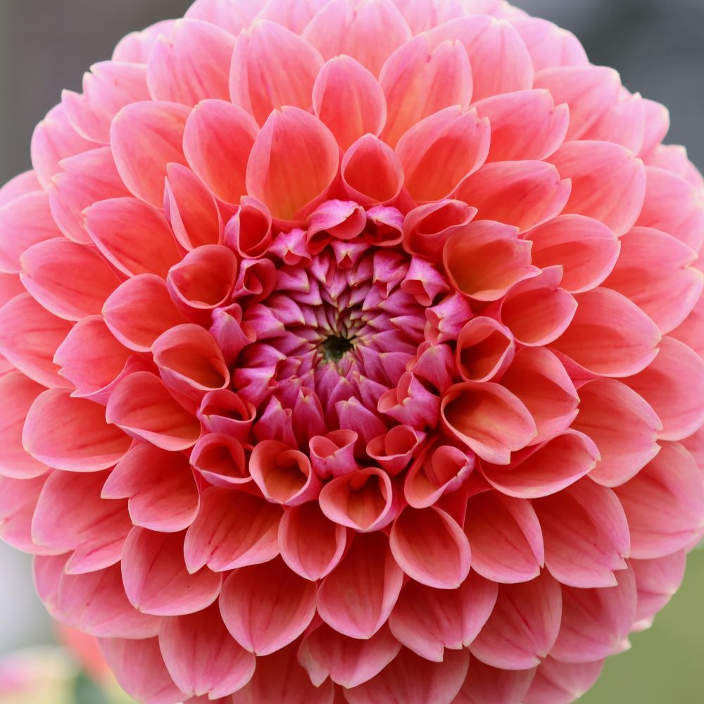 Closeup of a pink dahlia with short tidy petals, in nearly full bloom. The dahlia has (a sort of messy) radial symmetry, with neat rings of curved petals that are smaller in the center and larger at the outer edge of the flower. Cropped square with very little background so the flower fills most of the frame.