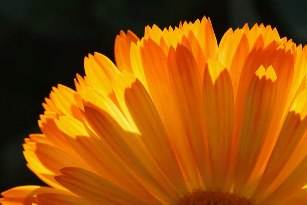 Macro photo of bright orange petals, showing slightly less than the upper half of the flower (a marigold). The tips of the petals are catching the sunlight and glowing. Black background.