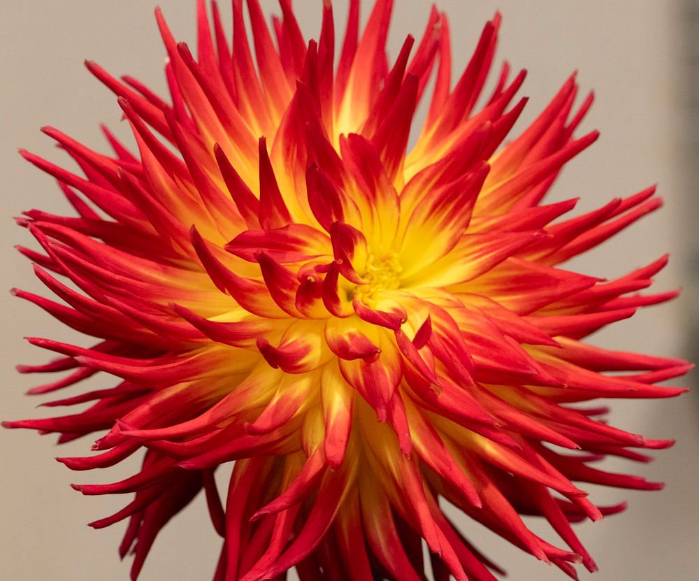 Red dahlia bloom with yellow center
