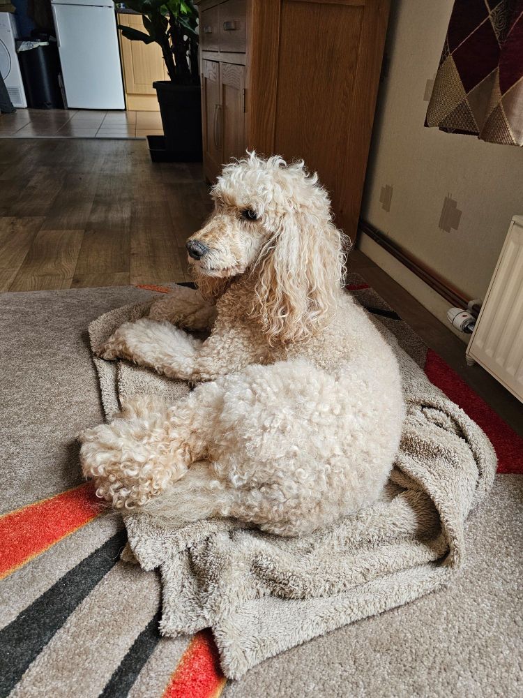 Standard Poodle called "Sophie", relaxing on her blanket next to a radiator.
