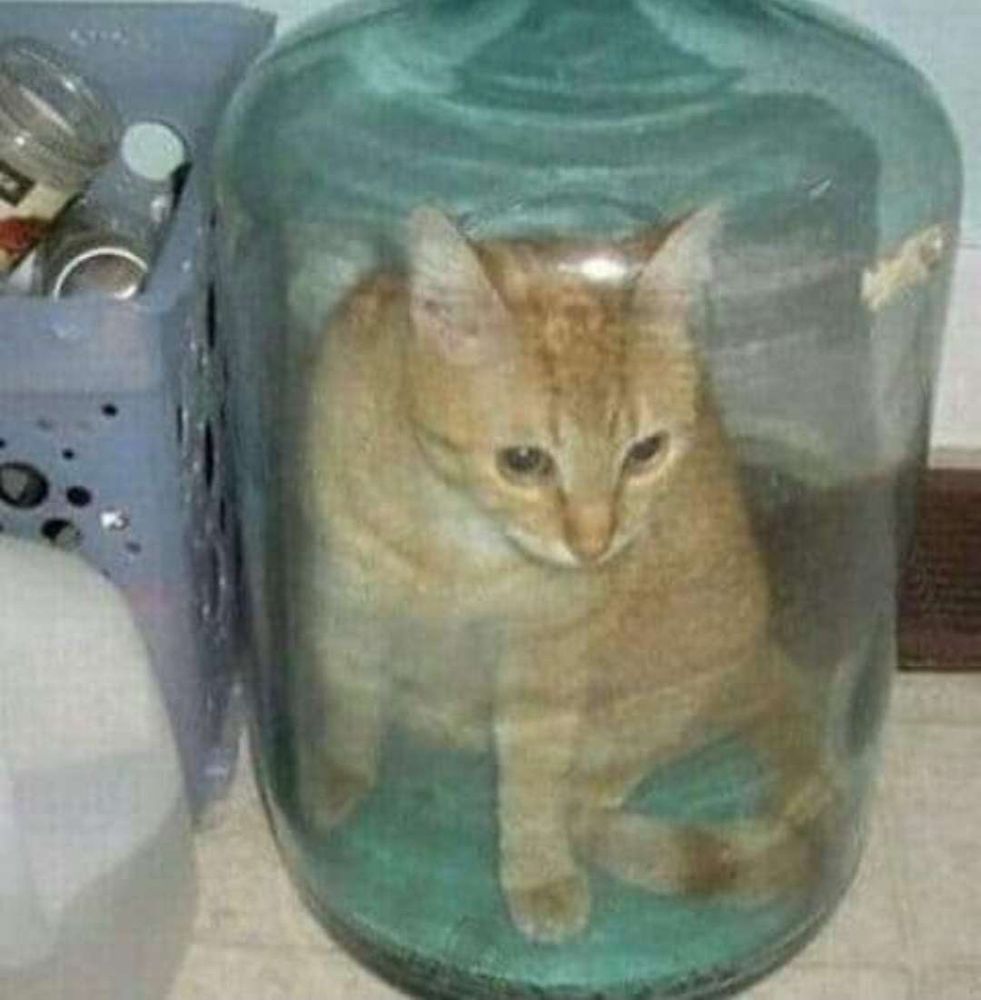 Dumbass cat got himself stuck in one of those office water jugs. Bro is a yellow cat and beautiful ofc, but no thought bounce in that brain. That bitch an echo chamber.