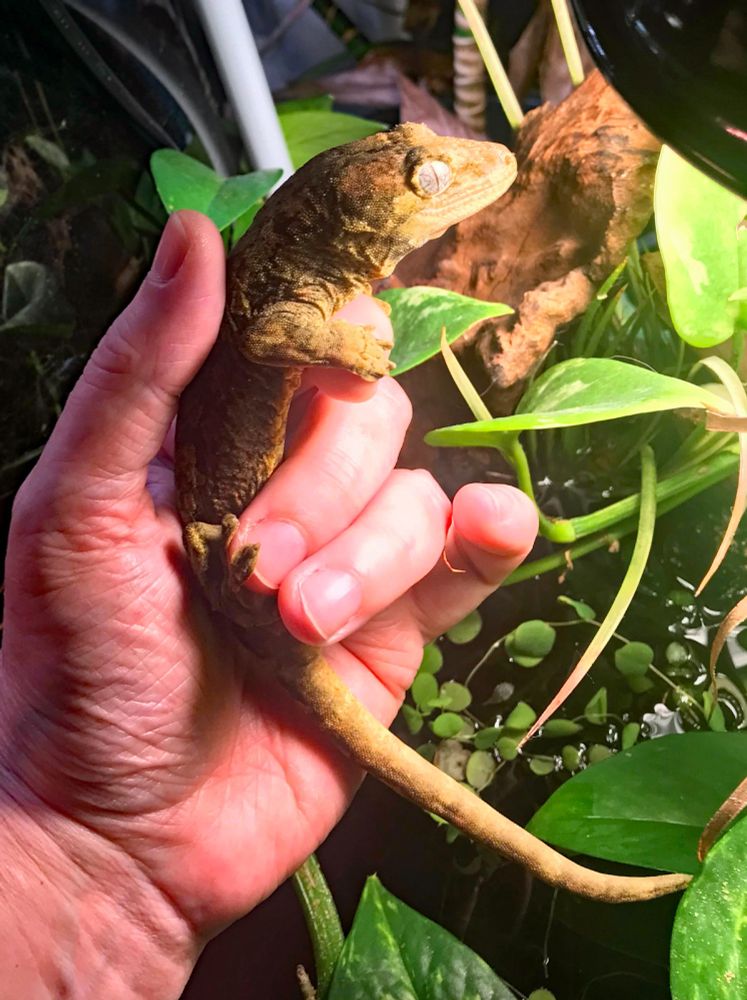 A chahoua gecko held in a human's left hand under a lamp against a background of greenery.
