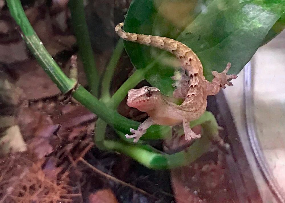 An alert mourning gecko standing on a pothos leaf.