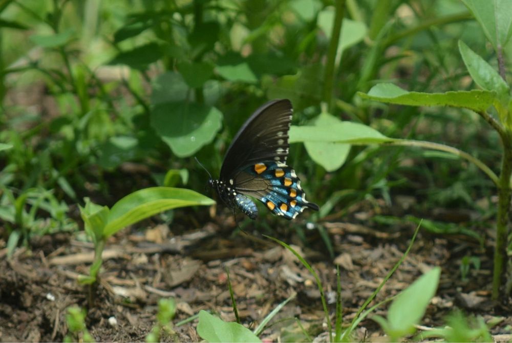 Blue swallowtail butterfly on ground surrounded by green pepper plants and other plants. Butterfly is iridescent blue but appears mostly black with orange, blue and white spots on hind wings 