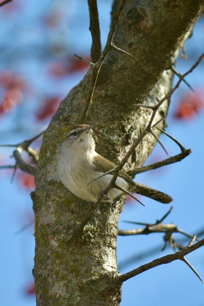 Bewick’s wren in hawthorn tree