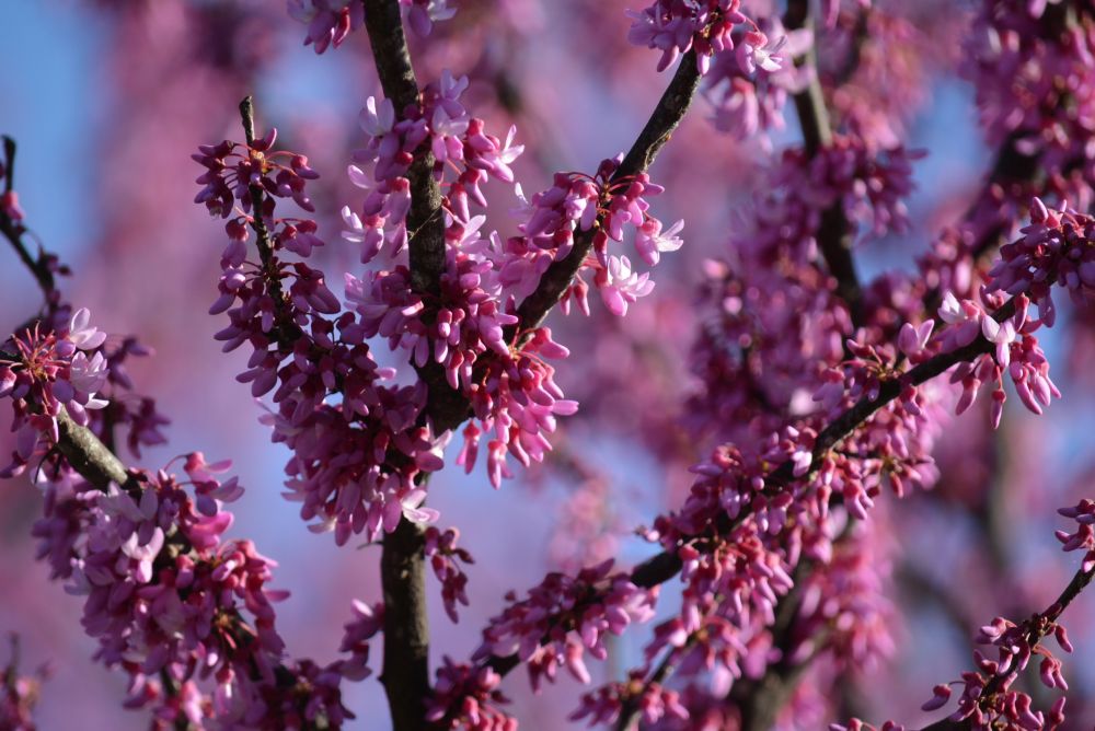 Redbud tree with pink flowers