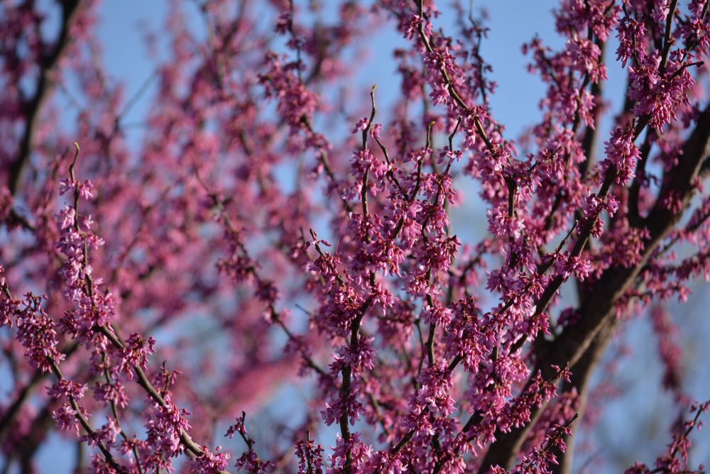 Redbud tree with pink flowers