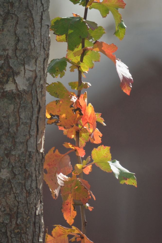 Hawthorn tree leaves that are red and green