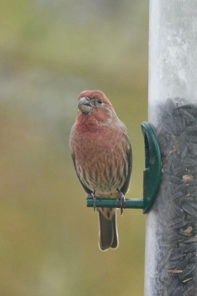 House finch on bird feeder 