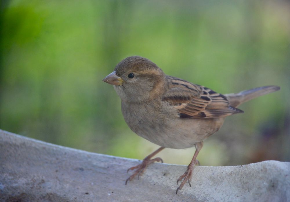 House sparrow on edge of bird bath
