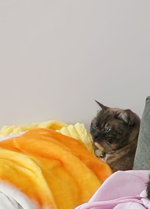 a cat who has made a sort of nest out of blankets