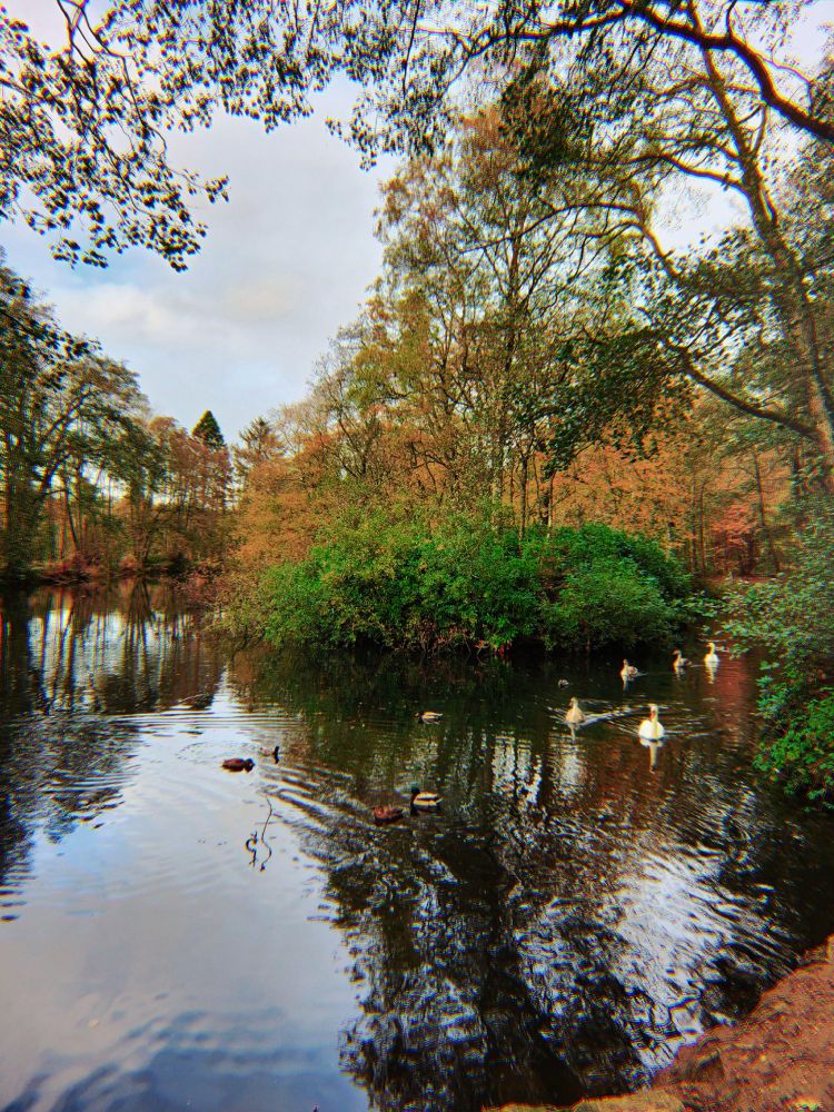 lake and autumnal leaves